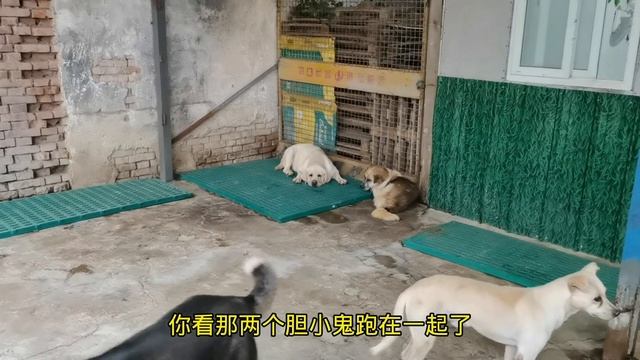 老五带大家看看狗舍的狗狗，深知每一只毛孩子的性格，单独教它们【老五和流浪狗的故事】 смотреть онлайн