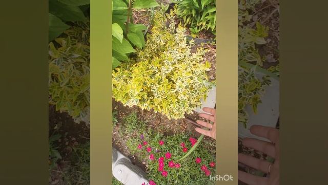 Обзор миксбордера с гортензиями.