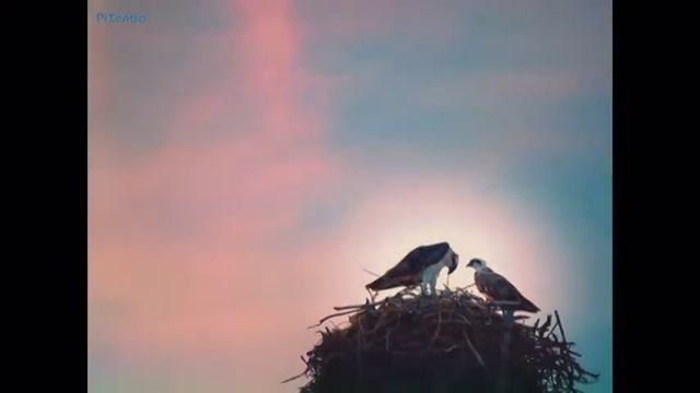 MARIPOSAS Y TORMENTAS-MARIPOSAS DE LA LUZ-PIXENTRO-2011.mpg смотреть онлайн