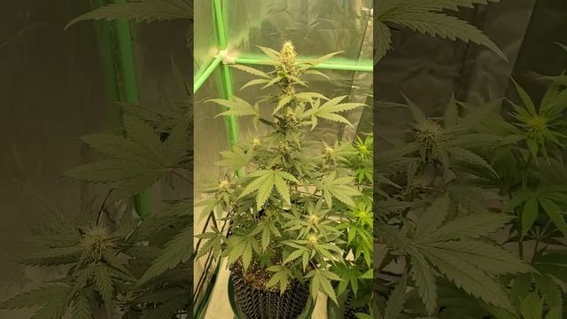 ethos genetics strawberry og cookies and mint julep auto смотреть онлайн