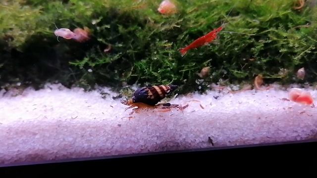 clea helena walking смотреть онлайн