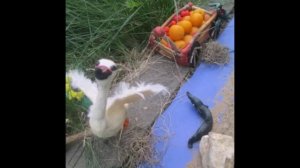 мультфильм Лебедь, рак и щука