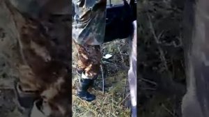Медведь сломал ниву