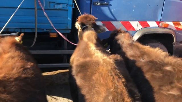 #Мал Базар Пригородный уй-торпок баалары смотреть онлайн