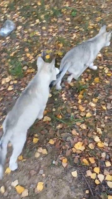 самые лучшие собаки. смотреть онлайн