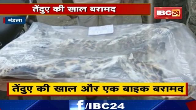 Mandla में तेंदुए की खाल और एक बाइक बरामद | आरोपियों को Arrest कर जेल भेजा смотреть онлайн