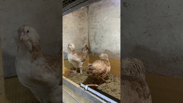 С породой кур Фавероль заканчиваем?