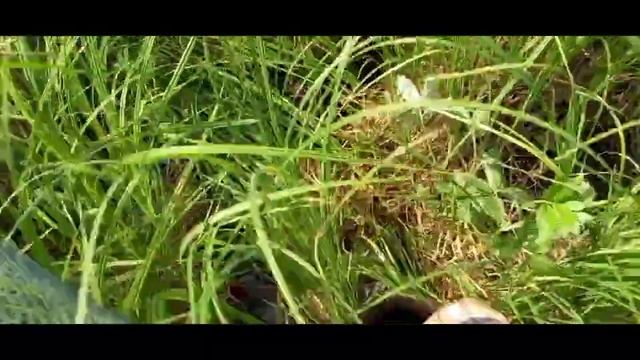 Как узнать есть ли рыба в водоёме смотреть онлайн