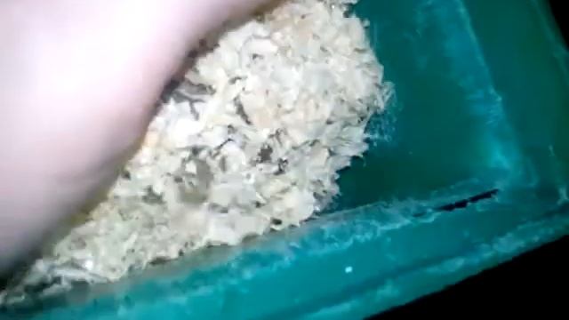 Видео со своим хомячком смотреть онлайн