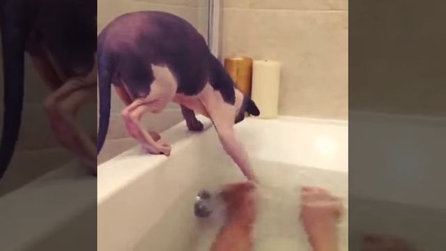кот не боится воды смотреть онлайн