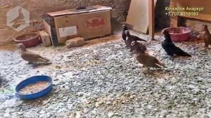 Узбекские двухчубые голуби на продажу