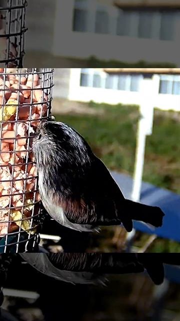 Long-tailed tit. смотреть онлайн