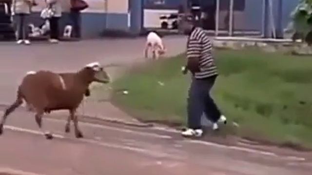 Дерзкая овца смотреть онлайн