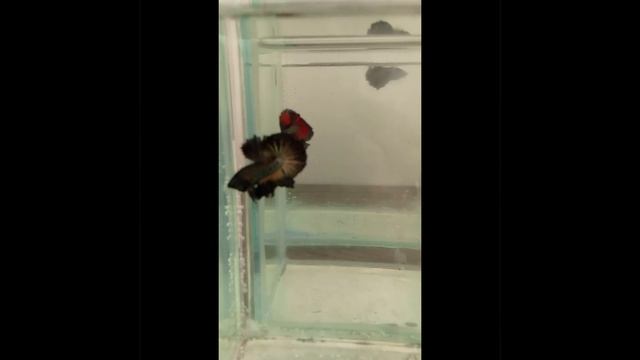 Черная орхидея. Петушок. Самец. #bettafish #betta смотреть онлайн