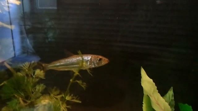hydrolycus and hydrocynus goliath смотреть онлайн