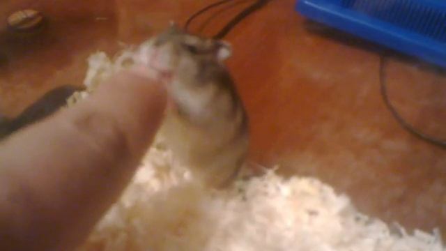 Хомяк-истеричка смотреть онлайн