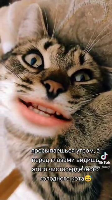#семейныйканал #юмор #животные #топ #еда #КотДаша смотреть онлайн