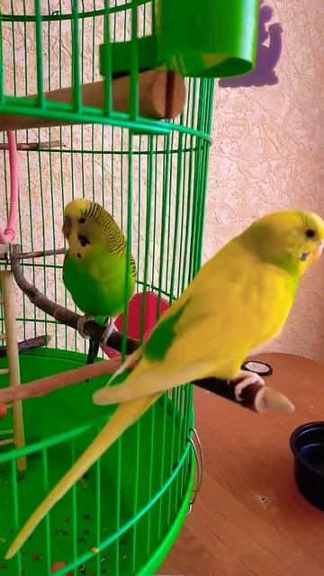 Милка Лунтик утро прогулка смотреть онлайн