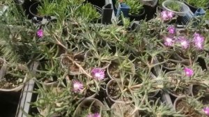 Делосперма вегетативная и из  семян. Моя новиночка!