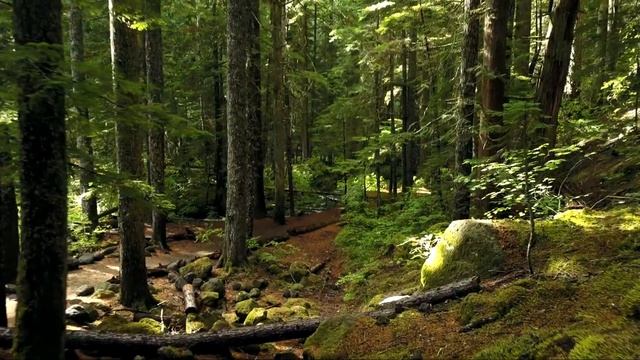 Лес прекраснейшее место для отдыха HD смотреть онлайн