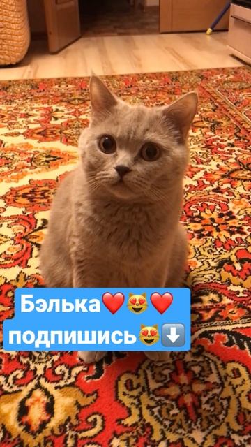 Британская кошка Бэлька-почемучка😻❤️😻 смотреть онлайн