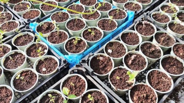 Голубика инвитро и черенкованная! (1 серия)