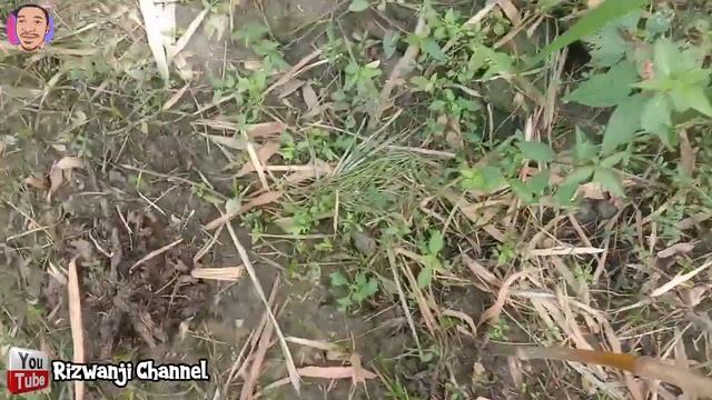 Jangan Cabut Dulu! Jika Mendapati Stek Rumput Super Mombaca Yang Kalian Tanam Kering | Pakan Ternak смотреть онлайн
