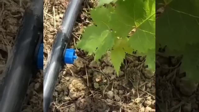 The vineyard drip irrigation system adopts external pressure compensation drippier смотреть онлайн