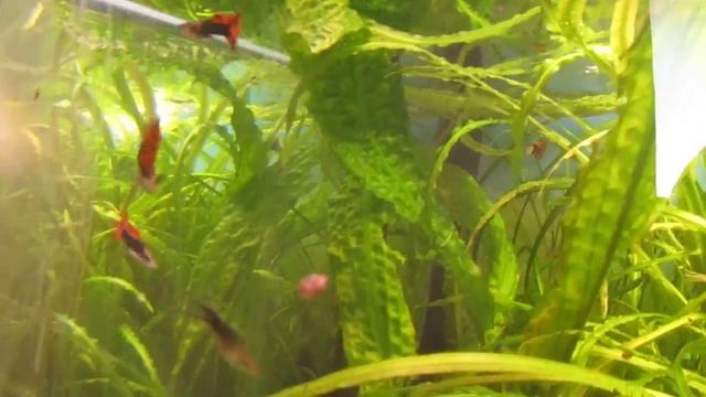 MVI_0583.MOV смотреть онлайн