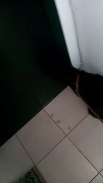 домашние коты гуляют первый раз. смотреть онлайн