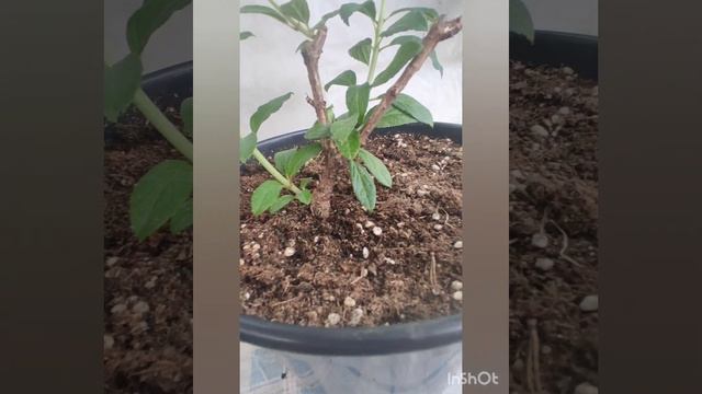 Гортензия Мэджикал Килиманджаро. Развитие куста. Часть 3.