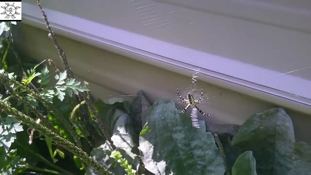 Now There Are Six Argiopes! смотреть онлайн