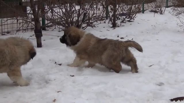 Sormovskaya Zarya Flibuster Razboynik boy 2 months(сaucasian Shepherd) смотреть онлайн