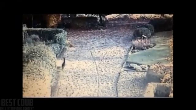 Süper kedi kartala karşı - Animals смотреть онлайн