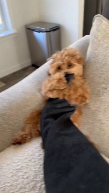 Handsome and smart🐕🤣😂 #dog #maltipoo #puppy смотреть онлайн