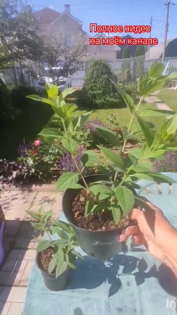 Обзор гортензии Bonfire. #уходзагортензиями