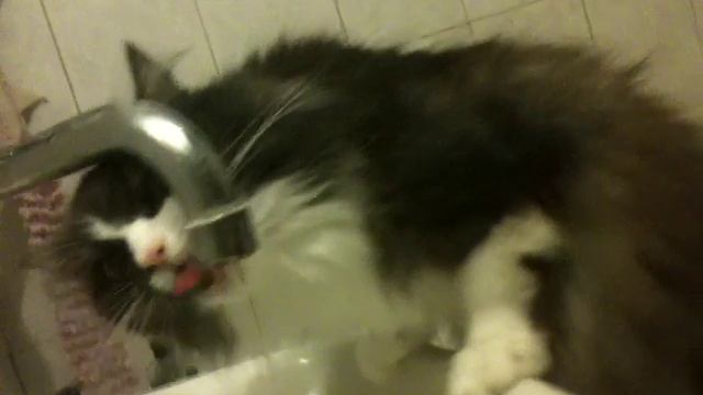 Кошка пьет воду из крана смотреть онлайн