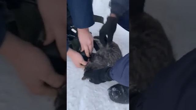 спасение котика смотреть онлайн