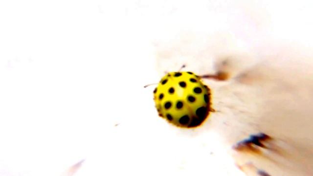 Naturbeobachtung Zweiundzwanzigpunkt-Marienkäfer(Psyllobora vingtiduopunctata(L. 1758)) смотреть онлайн