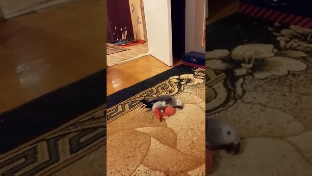 Попугай Жако по имени Жора играет в мяч.вторая часть. смотреть онлайн