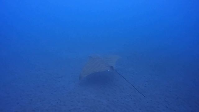 The Ultimate Dive Experience, Espiritu de Buceo Dive Center Tenerife смотреть онлайн