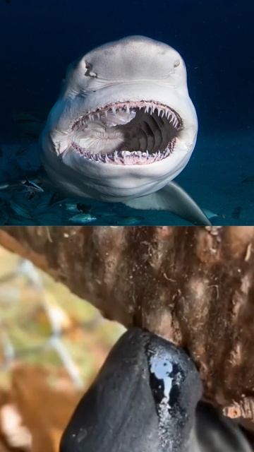 Sharkya unique superhero with a magical toothbrush !! #ia #youtube #youtubeshorts #motivation смотреть онлайн