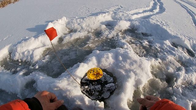 ТРОФЕЙНАЯ щука на ЖЕРЛИЦЫ!!! ЩУКИ ЗАЖИГАЮТ! Ловля КРУПНОЙ щуки на ЖЕРЛИЦЫ! Первый лед 2020-2021. смотреть онлайн