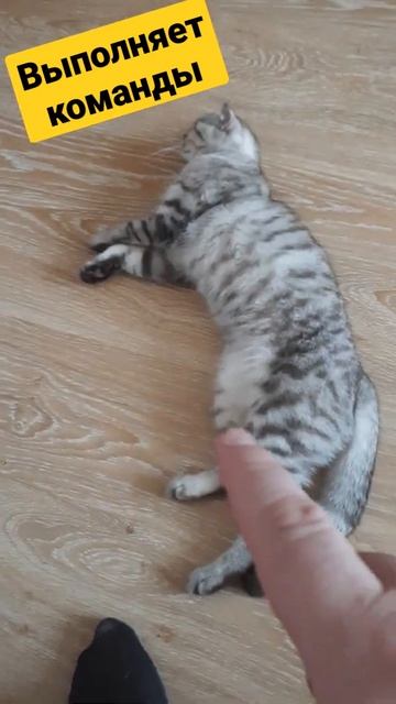 Выполняет команды #дрессировкакошек #кошкабуся смотреть онлайн