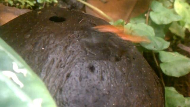 Ranitomeya Reticulatus смотреть онлайн