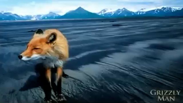 Grizzly Man (Audio of Bear Attack) смотреть онлайн
