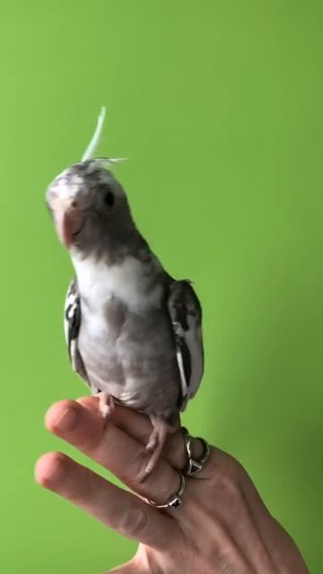 Любитель украшений 💍. Ручной Птенец корелл. смотреть онлайн