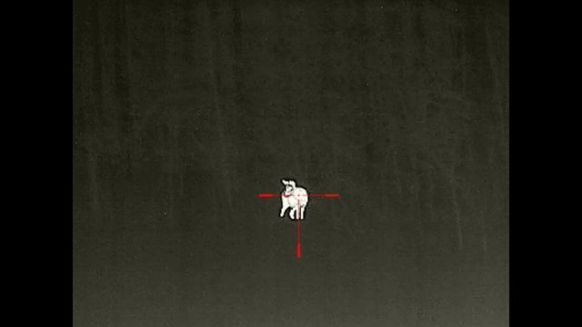 Косули, охота, лес,ночь смотреть онлайн