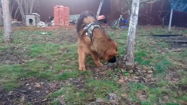 БА ОЛАФ СИГ(10,5мес) смотреть онлайн