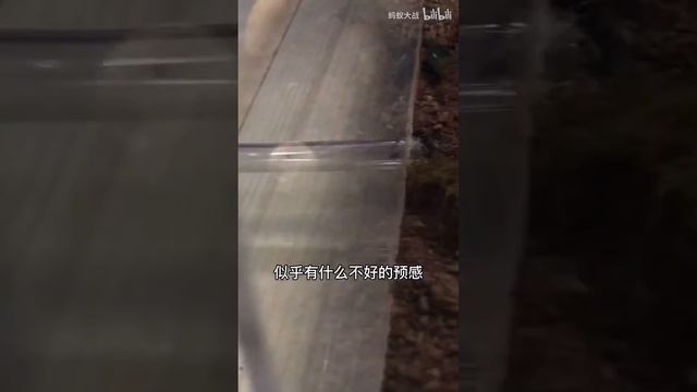 蚂蚁王国第十四天 The ant war 14 смотреть онлайн